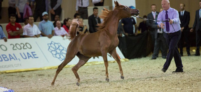 Dubai-International-Horse-Fair-1