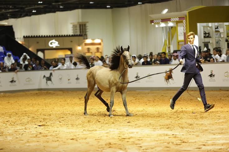 حصيلة مزاد بيع الخيول الذي أقيم في دبي