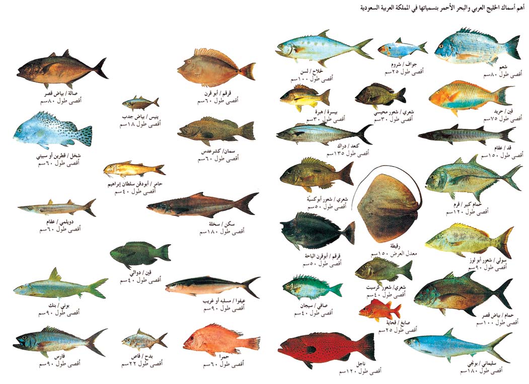 سوق السمك في دبي