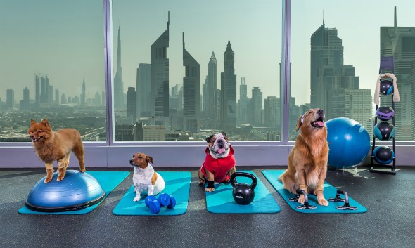 بالصور | كيف تعامل الحيوانات في  فندق جميرا ليفنج دبي ؟