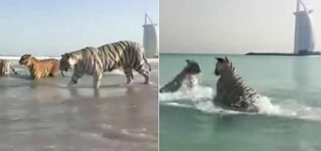 بالفيديو .. نمور تلهو وتسبح في شاطئ بالقرب من برج العرب