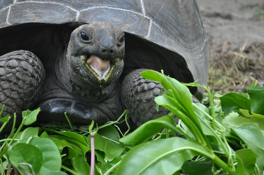 ولادة اثنتين من السلاحف العملاقة النادرة في جزيرة سيلويت