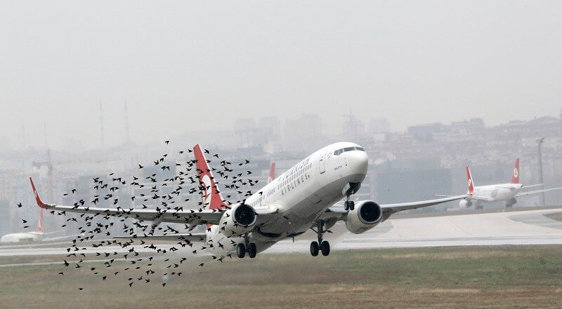 أهم الحوادث التي تسببت فيها الطيور بتأخير رحلات الطيران في الإمارات