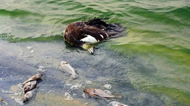 تعرف على سبب موت العديد من الطيور والأسماك في بحيرات القدرة بدبي ؟