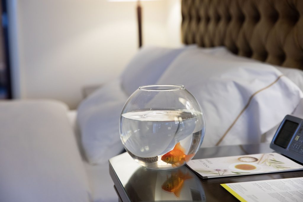 فندق ومنتجع ويستن دبي يقدم لزبنائه فرصة النوم مع السمكة الذهبية