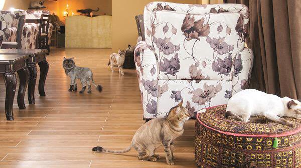 أغرب المقاهي في دبي