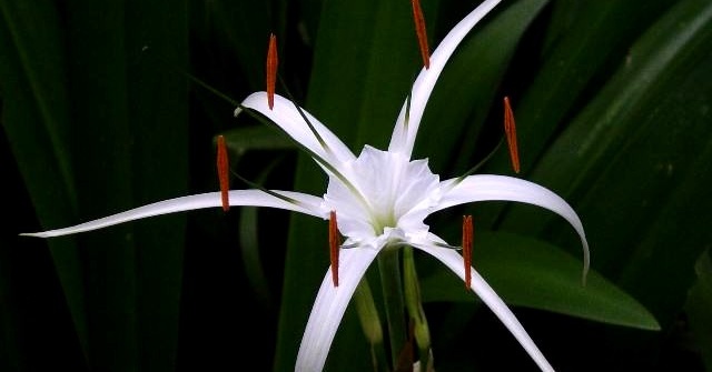 زهرة الصحراء-hymenocallis