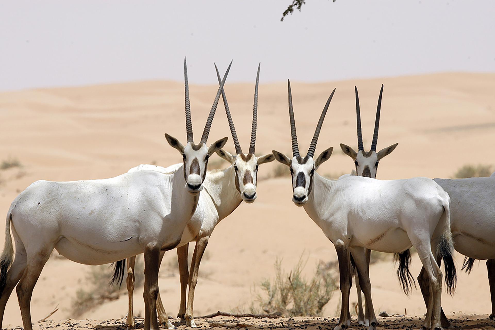 الظبي العربي