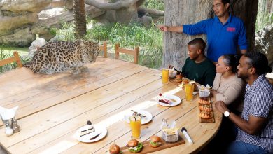غداء برفقة الفهود في حديقة الإمارات للحيوانات