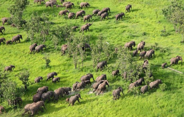 جنوب لوانغوا الحديقة الوطنية في زامبيا South Luangwa National Park in Zambia