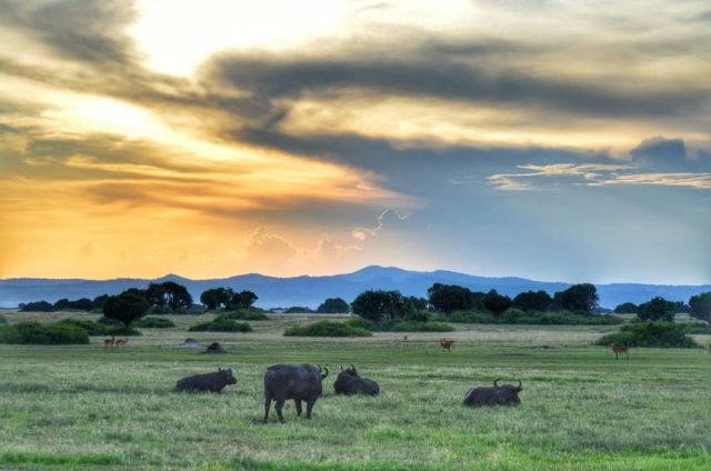 الحديقة الوطنية كروجر في جنوب افريقيا Kruger National Park in South Africa