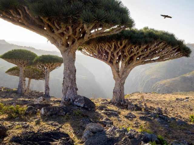 سقطرى ، اليمن Socotra, Yemen