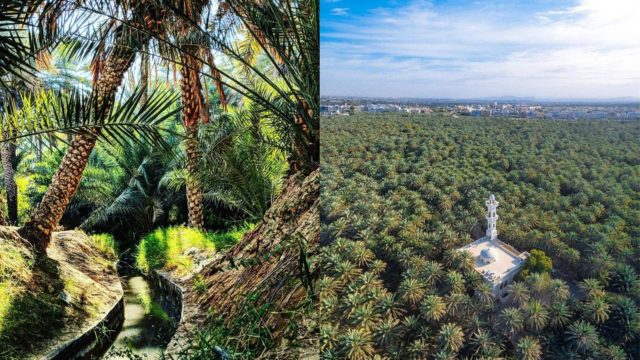 واحة النخيل في العين Palm oasis in Al Ain