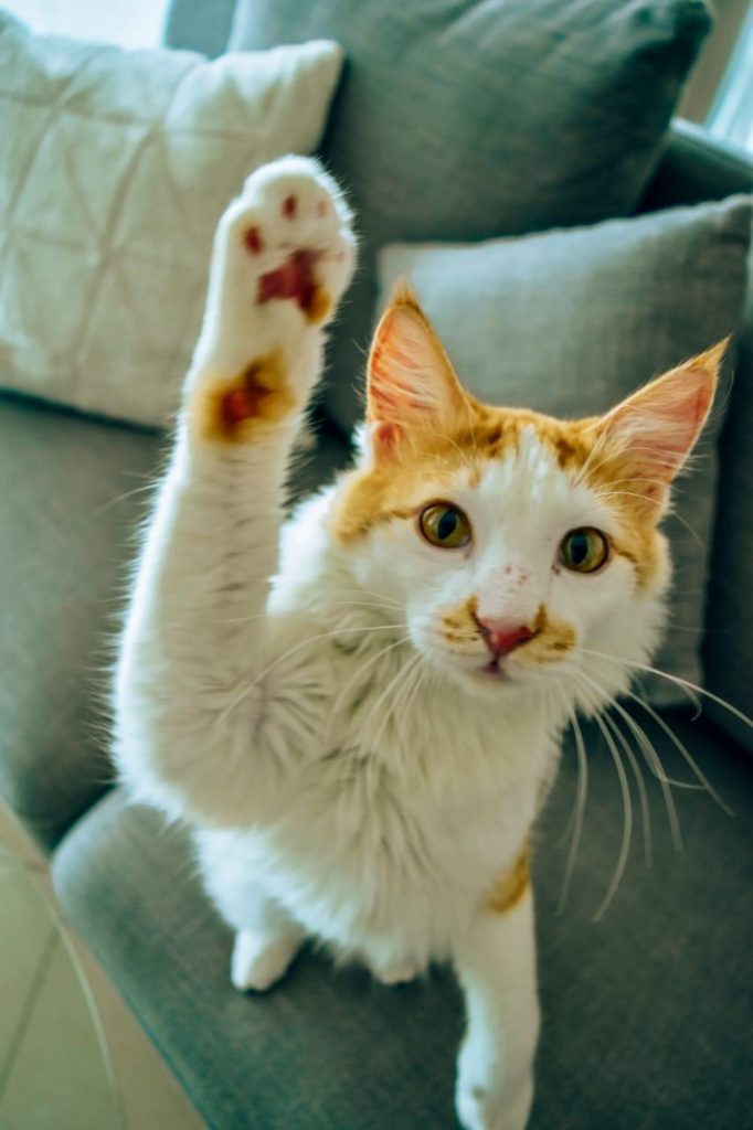 أيام تبني القطط من جمعية كيتي سنيب في دبي