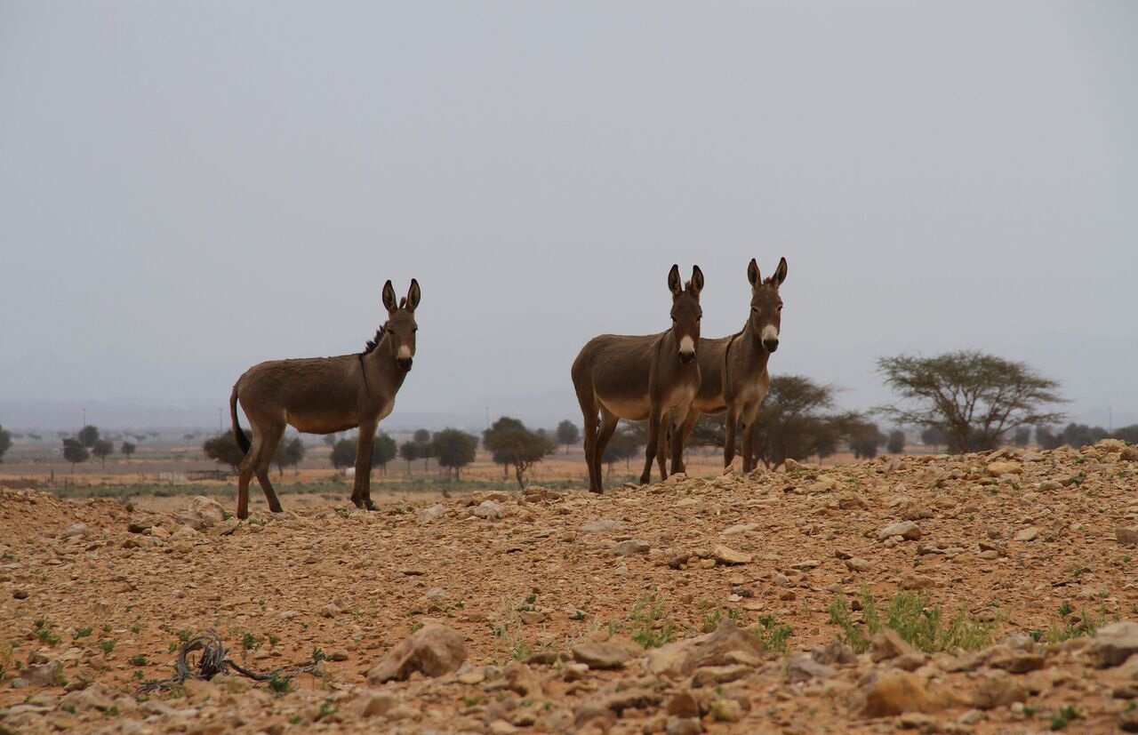 مليحة