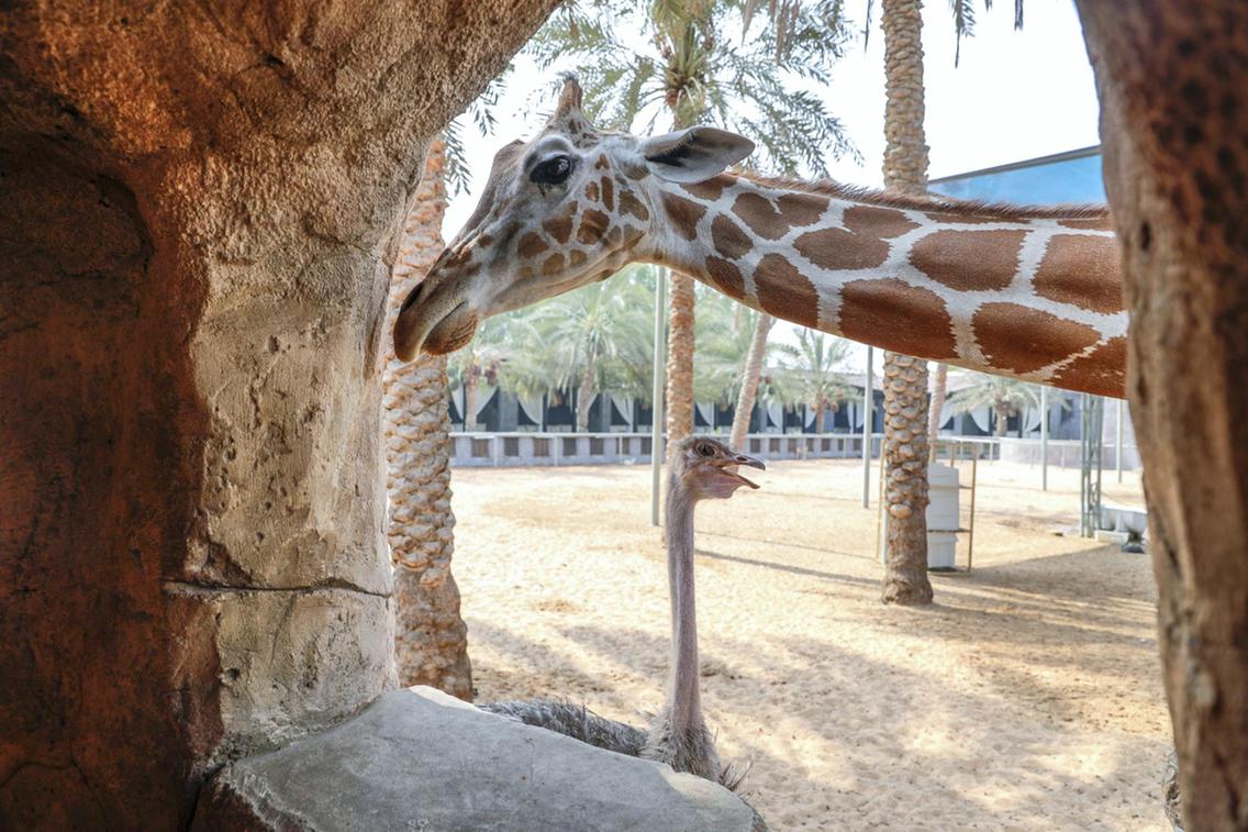 حديقة الإمارات للحيوانات في أبوظبي