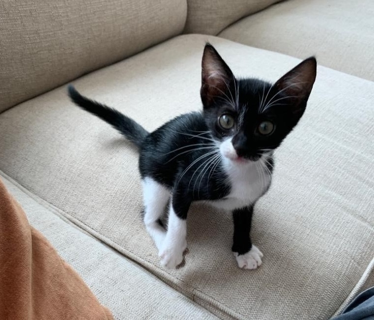 seven-week-old-female-oreo