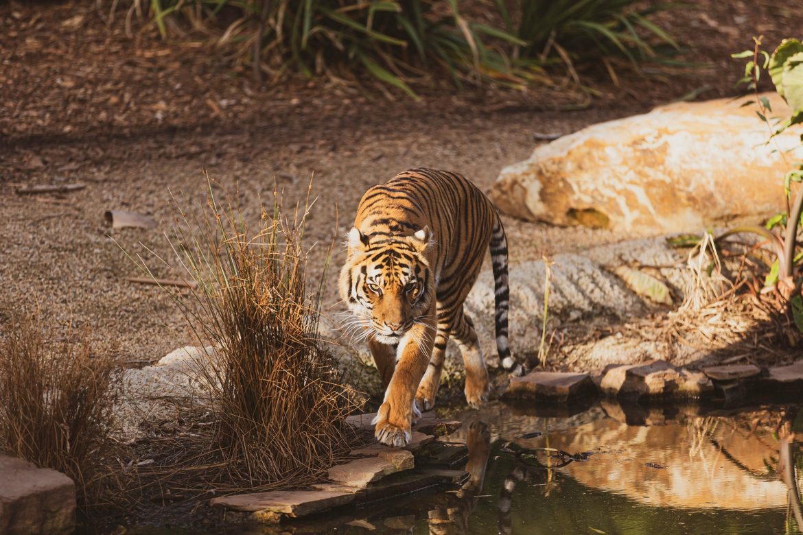 سفاري تاج يقدم لضيوفه فرصة مشاهدة النمور البريّة في موطنها