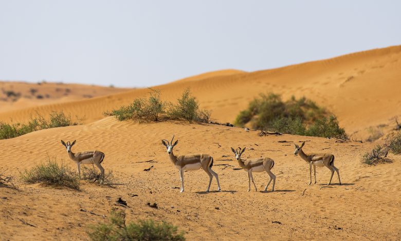 منتجع الريتز كارلتون رأس الخيمة يحتضن 80 غزال من غزلان الريم العربي