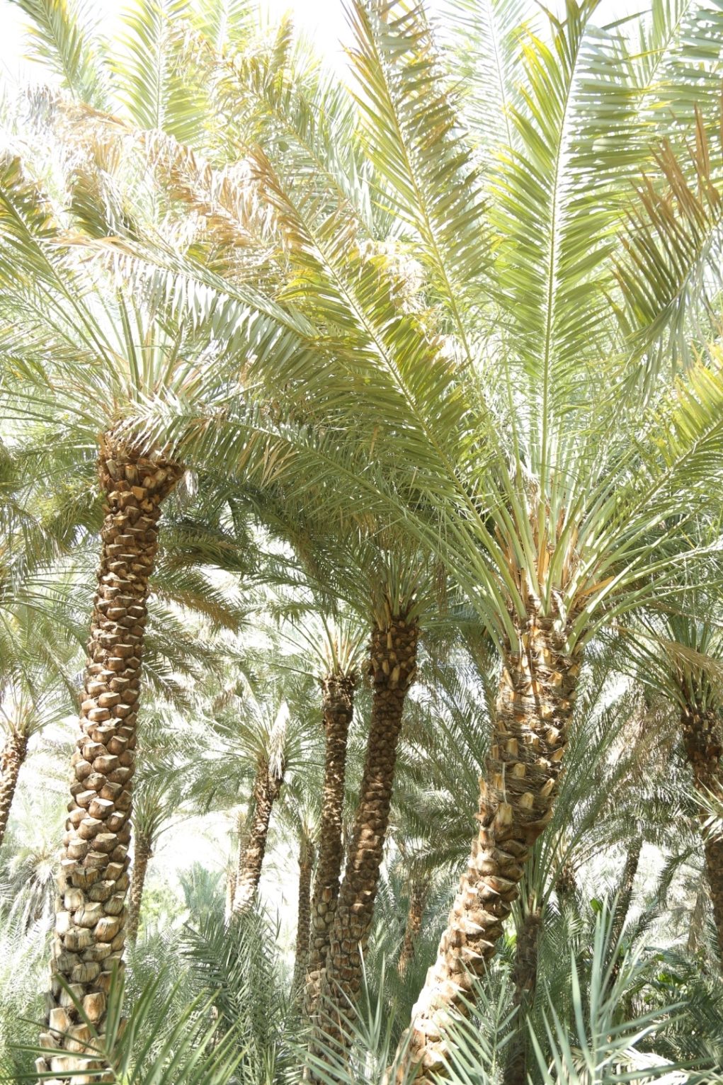 اليونسكو تدرج النخلة على القائمة التمثيلية للتراث الثقافي غير المادي (3)…