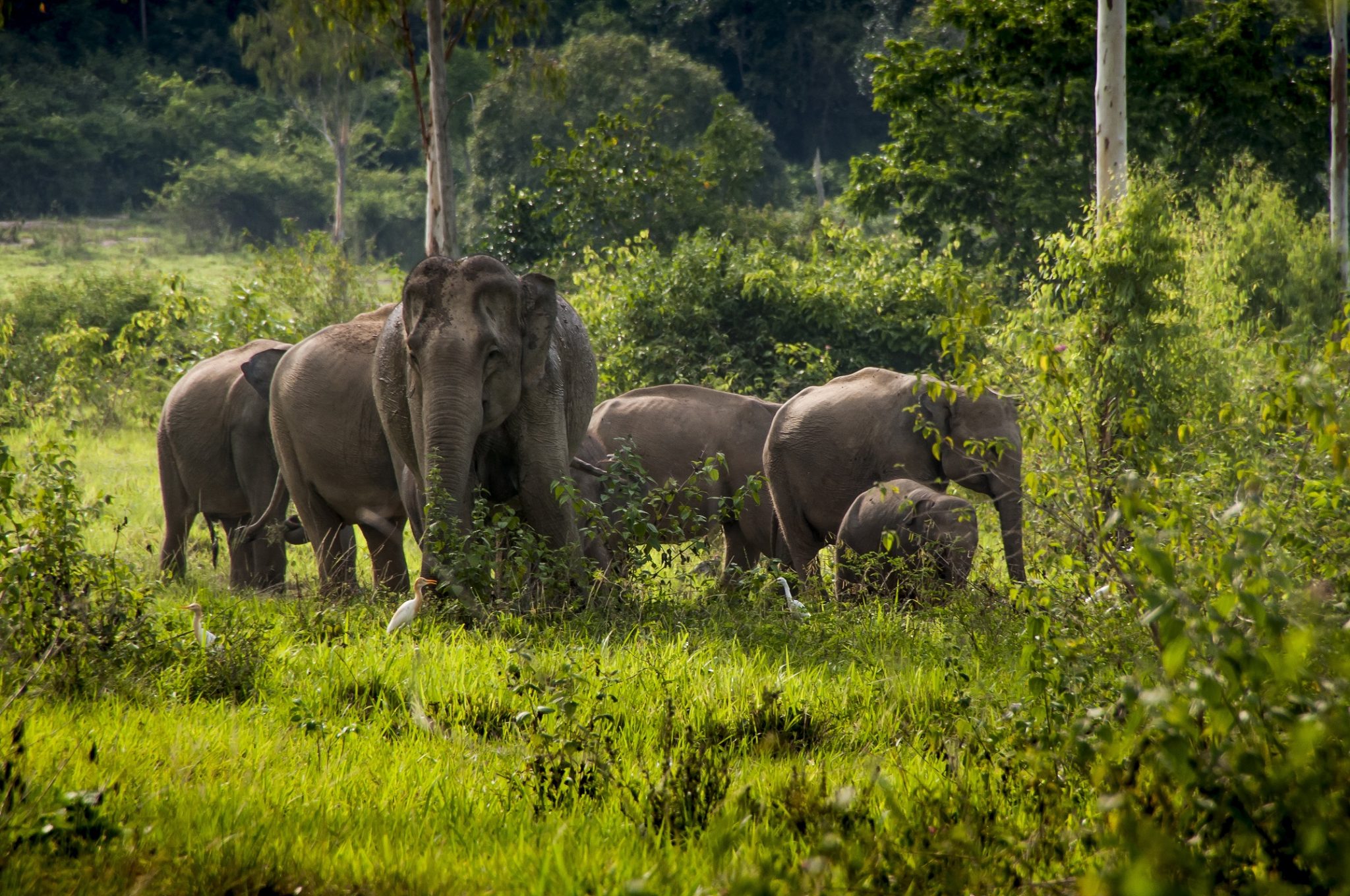 مشروع حماية الفيلة
