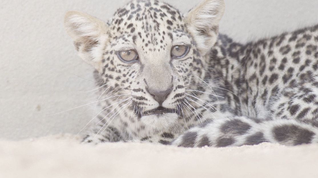 Arabian Leopard Cub