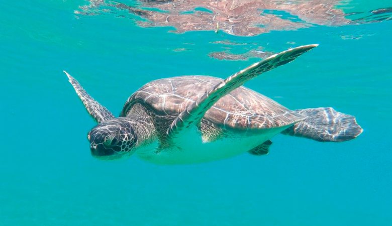 مشروع دبي لإعادة تأهيل السلاحف يطلق 14 سلحفاة بحرية مُهددة بالانقراض