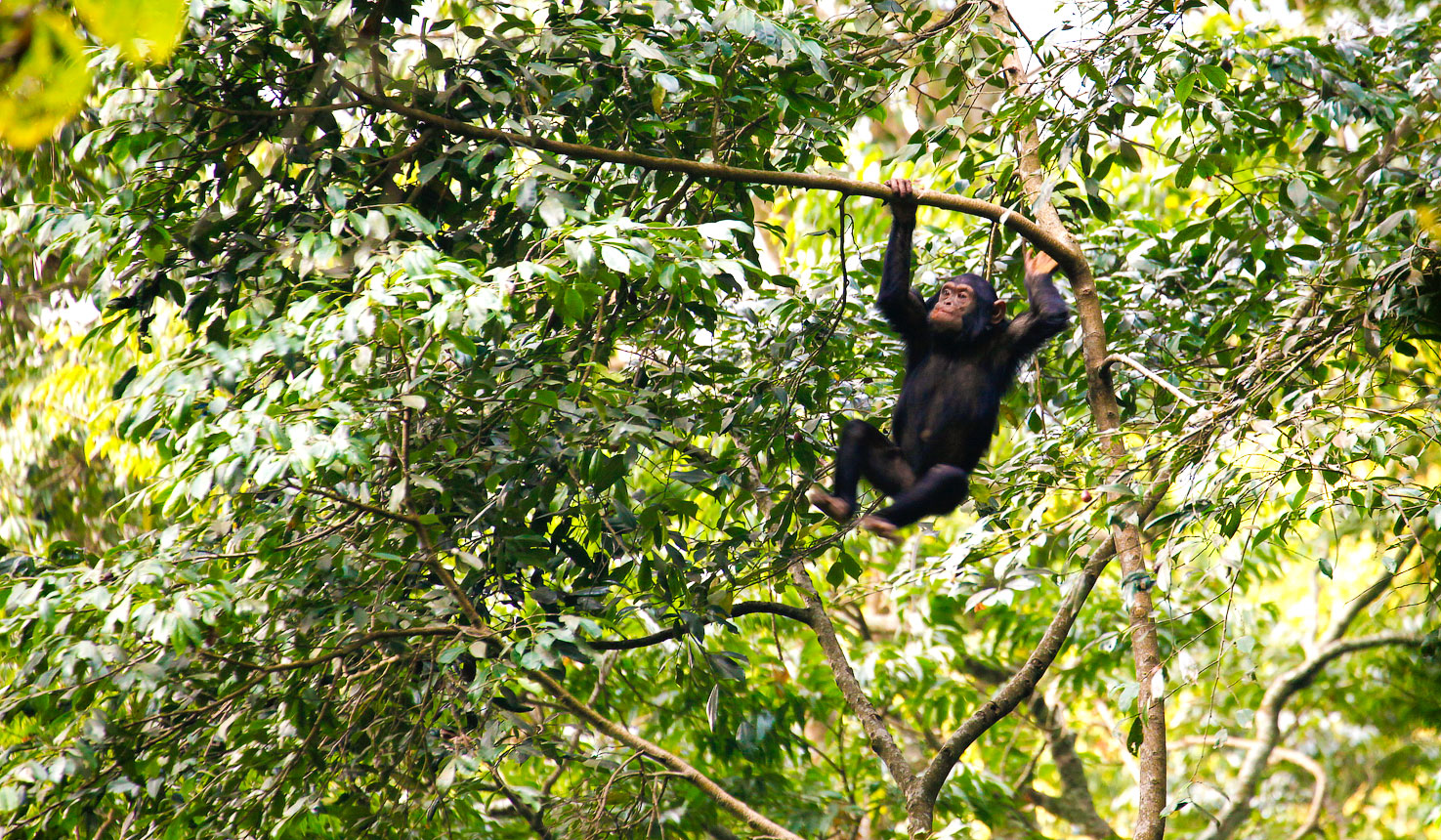 رحلة مع الشمبانزي