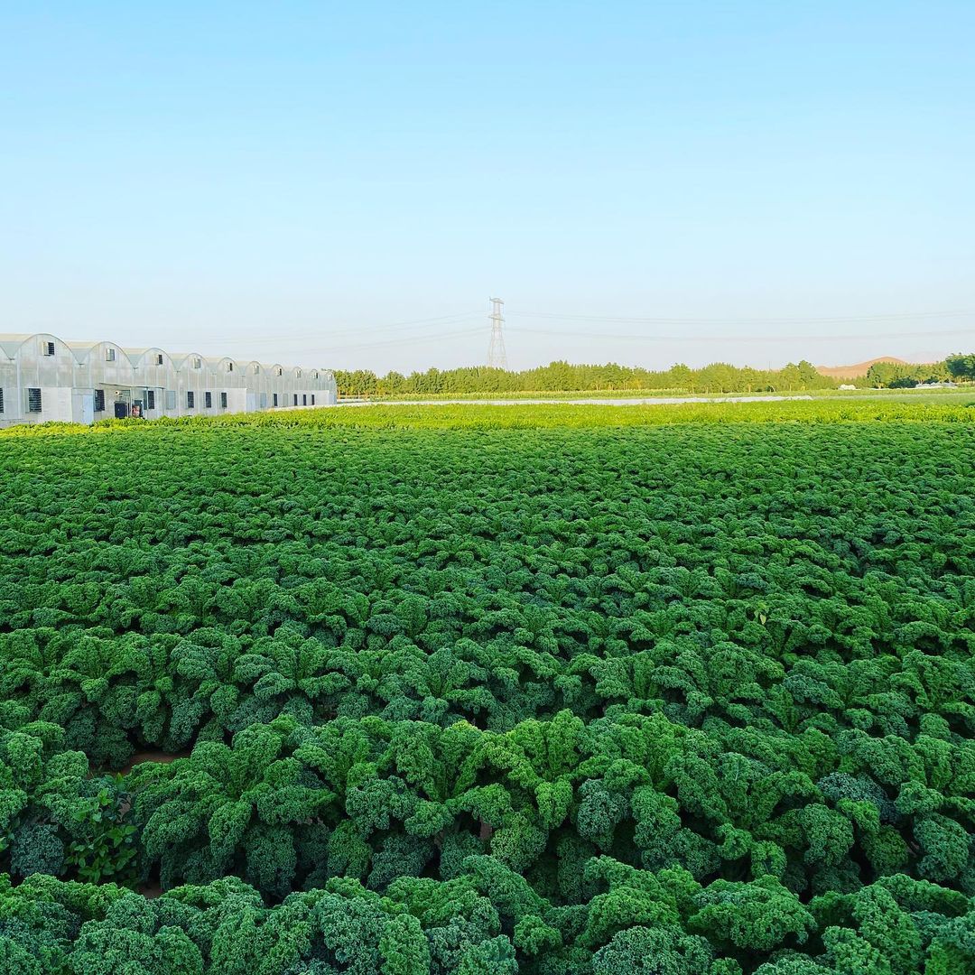 مزرعة الإمارات الحيوية